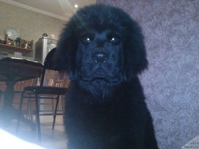 Фото: ньюфаундленд Soul of Rouz Arlin (Соул оф Роуз Арлин)