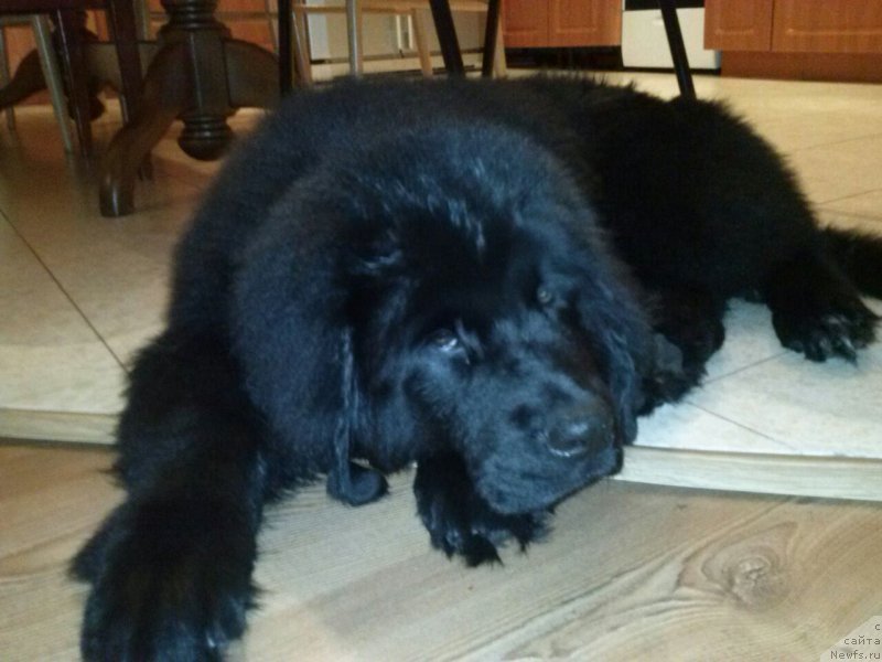 Фото: ньюфаундленд Soul of Rouz Arlin (Соул оф Роуз Арлин)