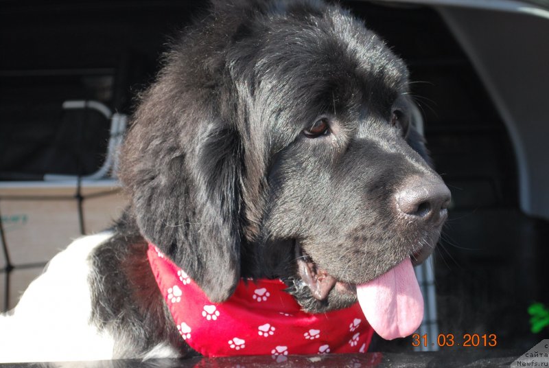 Фото: ньюфаундленд Keeper Soul  Next Page of Story (Кипер Соул Некст Пэйдж оф Стори)