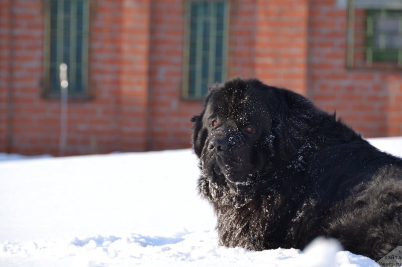 Фото: ньюфаундленд Omar SHerif (Омар Шериф)