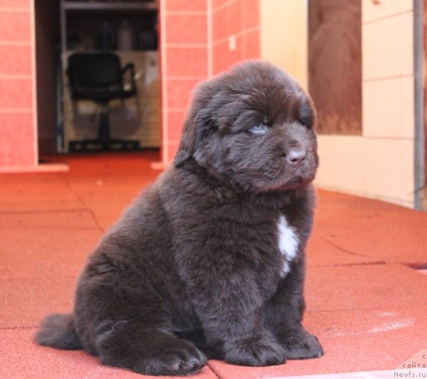 Фото: ньюфаундленд Akvatoriya Kelvin SCHokolad (Акватория Келвин Щоколад)