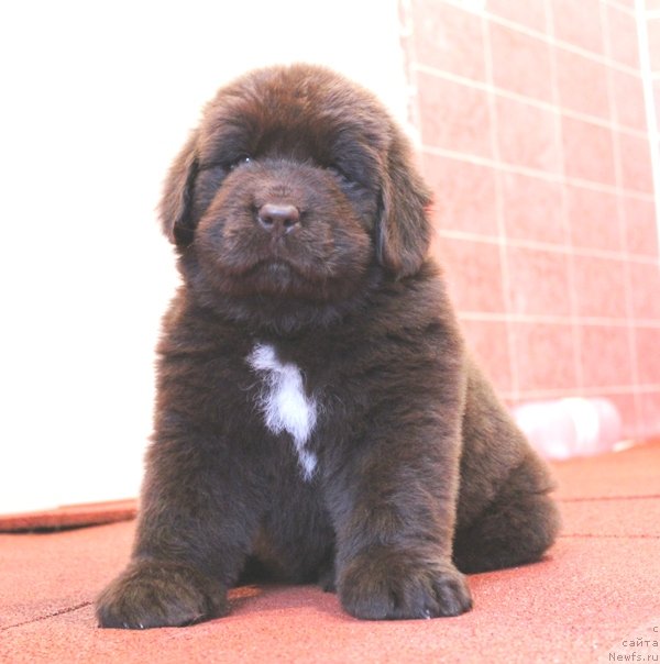 Фото: ньюфаундленд Akvatoriya Kelvin SCHokolad (Акватория Келвин Щоколад)