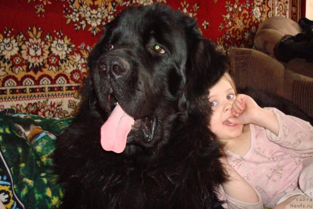 Фото: ньюфаундленд Admiral (Адмирал)