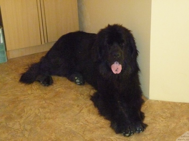 Фото: ньюфаундленд Myedjikal Oushen Evdokiya (Мэджикал Оушен Евдокия)