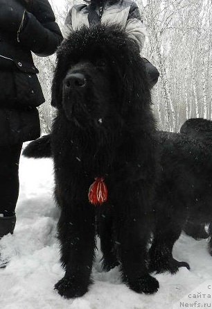 Фотография № 121051