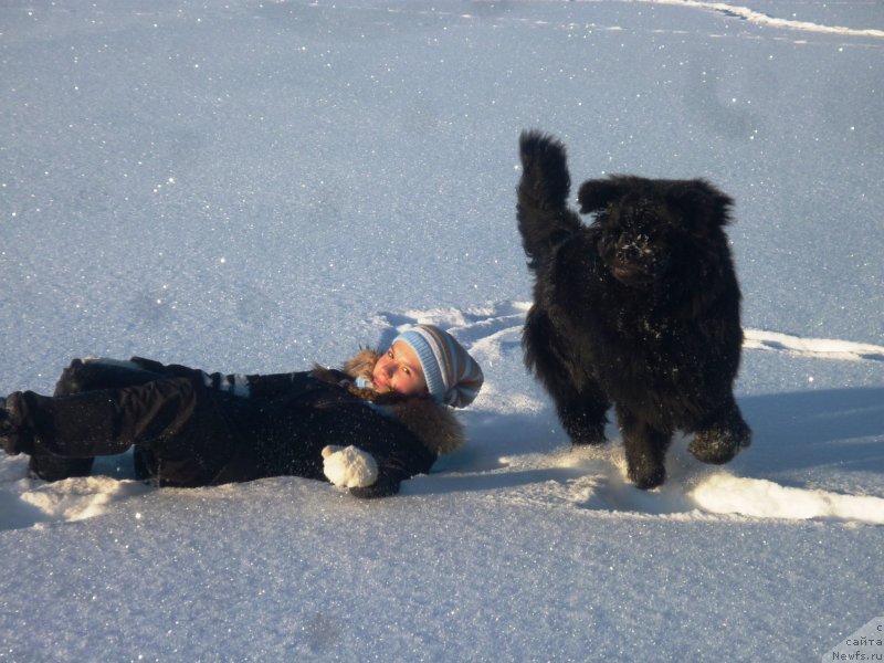 Фото: Татьяна, ньюфаундленд Myedjikal Oushen Evdokiya (Мэджикал Оушен Евдокия)