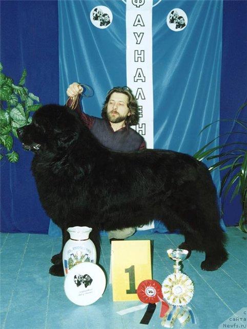 Фото: ньюфаундленд Great-Mack's Cosmos of Glenn