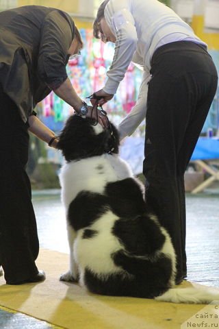 Фотография № 121115