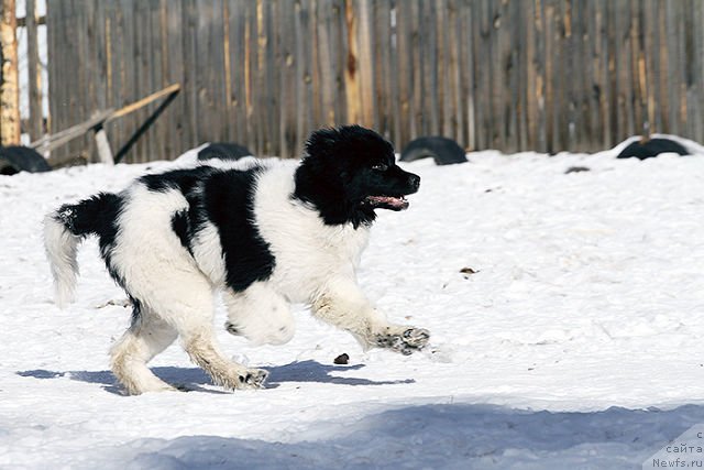 Фото: ньюфаундленд Sasha Gabriyel' Torres (Саша Габриэль Торрес)