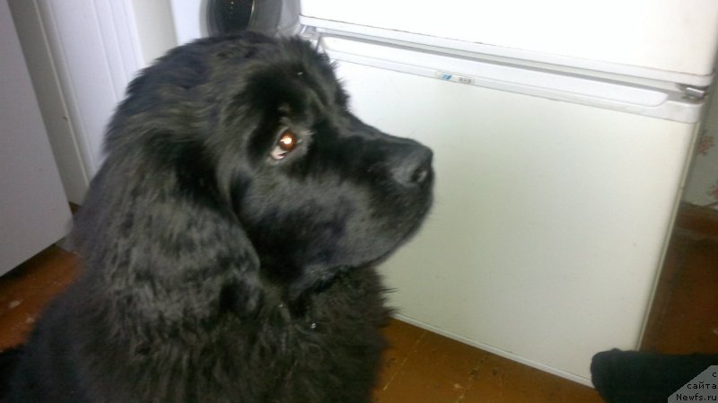 Фото: ньюфаундленд Simba De Lores (Симба Де Лорес)