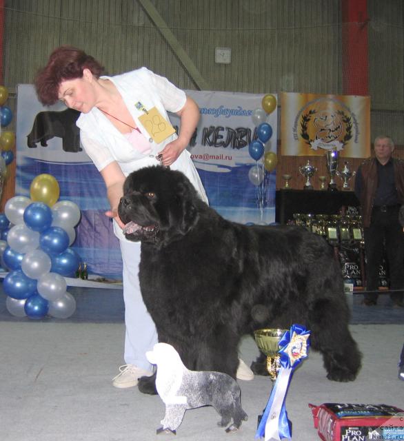 Фото: ньюфаундленд Yuzhny Sharm iz Medvejyego Yara (Южный Шарм из Медвежьего Яра)