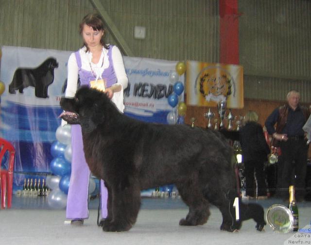 Фото: ньюфаундленд Armani Imperial (Армани Империал)