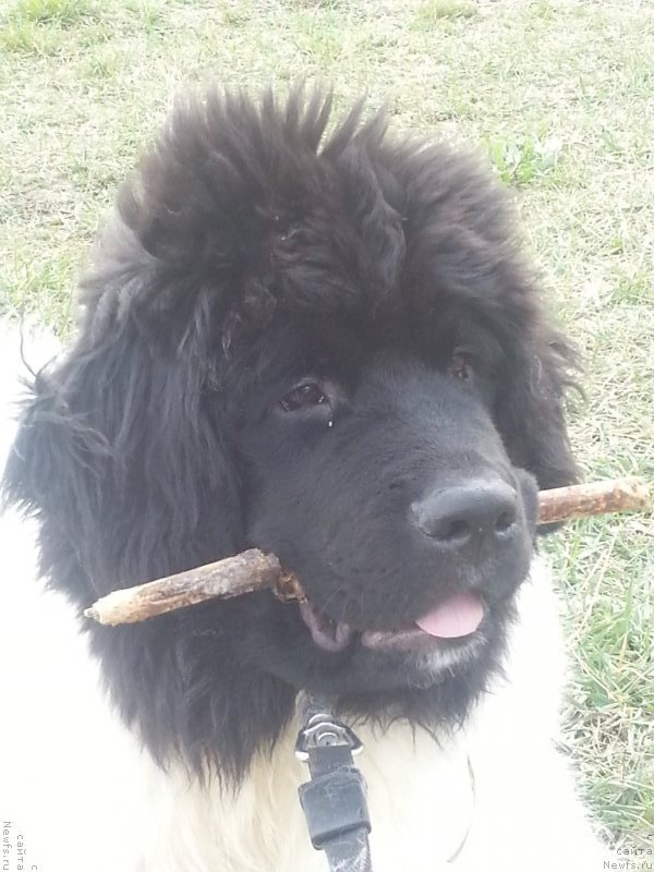 Фото: ньюфаундленд Santa De La Moris (Санта Де Ла Морис)