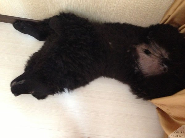 Фото: ньюфаундленд CHeyz Kaden Kleve Led (Чейз Каден Клеве Лед)