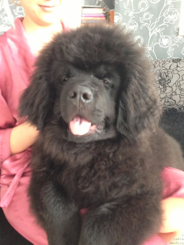 Фото: ньюфаундленд CHeyz Kaden Kleve Led (Чейз Каден Клеве Лед)