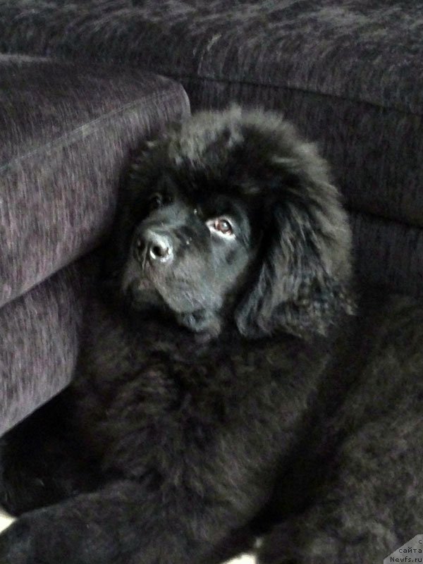 Фото: ньюфаундленд CHeyz Kaden Kleve Led (Чейз Каден Клеве Лед)