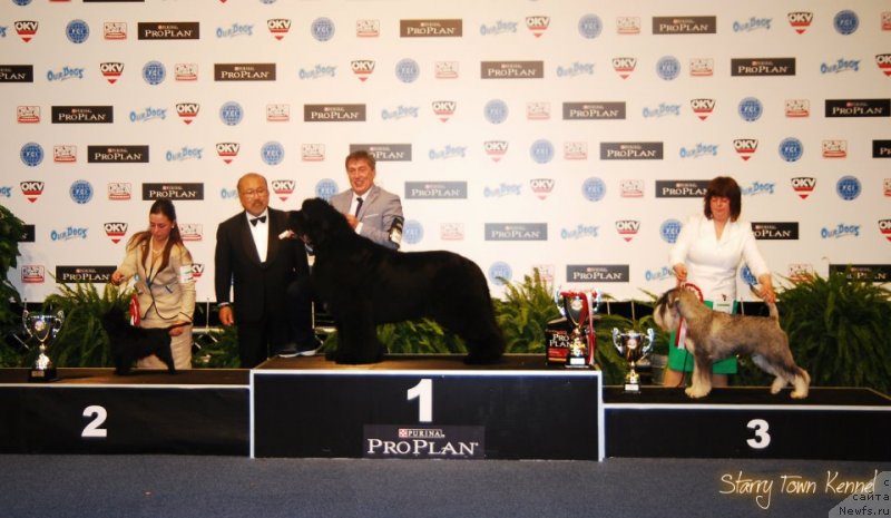 Фото: ньюфаундленд Starry Town Bon Prin