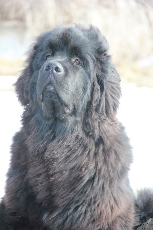 Фото: ньюфаундленд N'yufort Hart Breyker (Ньюфорт Харт Брейкер)