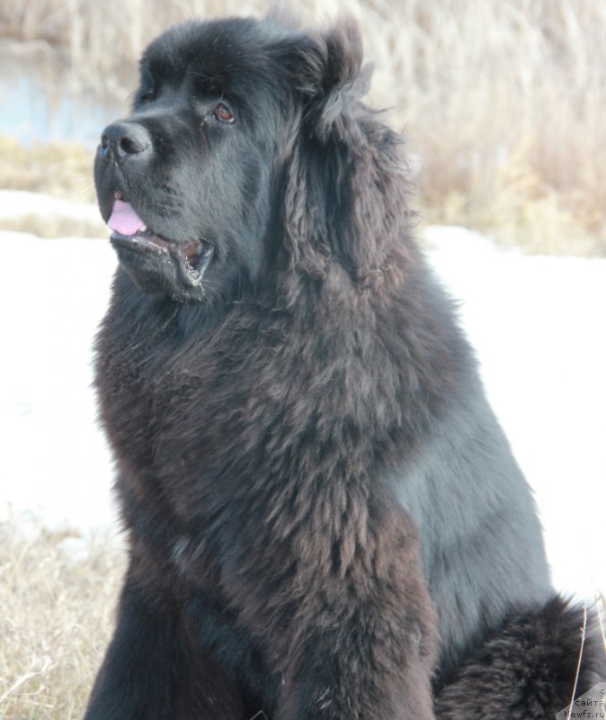 Фото: ньюфаундленд N'yufort Hart Breyker (Ньюфорт Харт Брейкер)