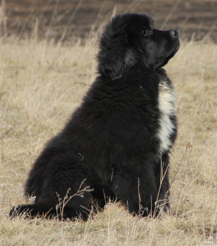 Фото: ньюфаундленд Dark Pride Vivienne (Дак Прайд Вивьен)