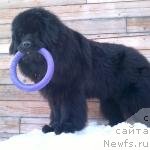 Фото: ньюфаундленд Super Premium Lya Mezon (Супер Премиум Ля Мезон)