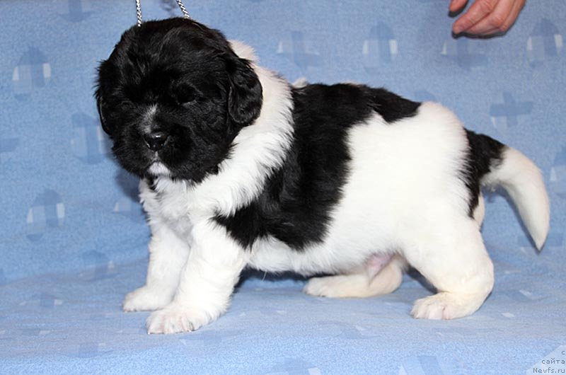 Фото: ньюфаундленд Super Bizon Konjak (Супер Бизон Конжак)