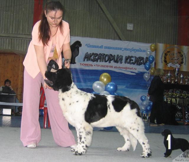 Фото: ньюфаундленд Plyushevaya Panda La Bella (Плюшевая Панда Ла Белла)