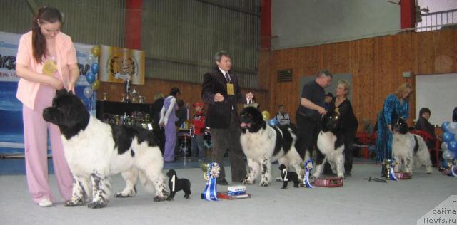 Фото: ньюфаундленд Super Bizon Argo (Супер Бизон Арго), ньюфаундленд Daanich Shahmatny Oskar (Даанич Шахматный Оскар), ньюфаундленд Mag Ispolin Imperator (Маг Исполин Император), ньюфаундленд Kloofbears Lancelot for Sent Djons