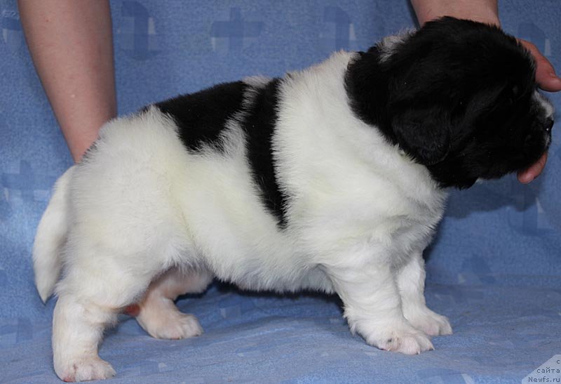 Фото: ньюфаундленд Super Bizon Kuba (Супер Бизон Куба)