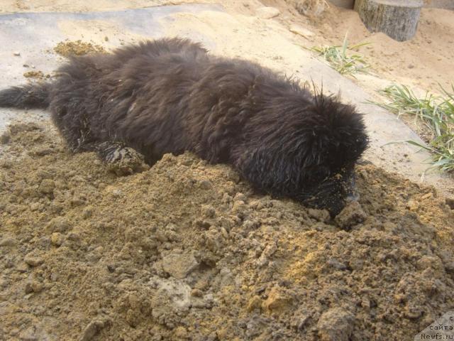 Фото: ньюфаундленд Ryabinushka ot Sibirskogo Medvedya (Рябинушка от Сибирского Медведя)