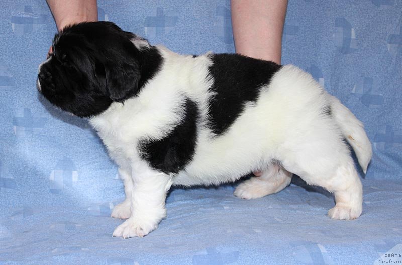 Фото: ньюфаундленд Super Bizon Kuba (Супер Бизон Куба)