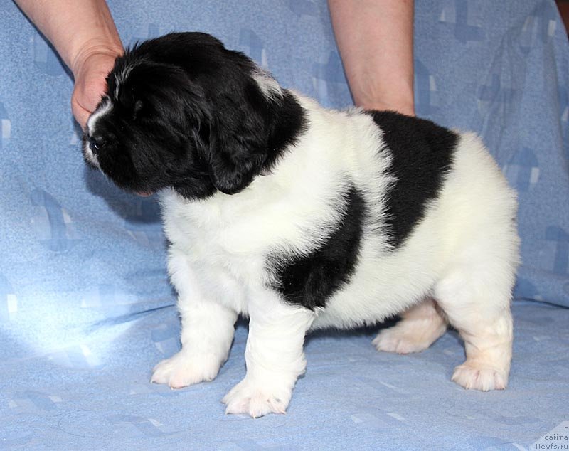 Фото: ньюфаундленд Super Bizon Kuba (Супер Бизон Куба)