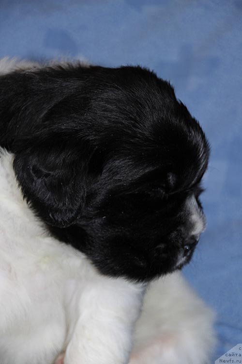 Фото: ньюфаундленд Super Bizon Kuba (Супер Бизон Куба)