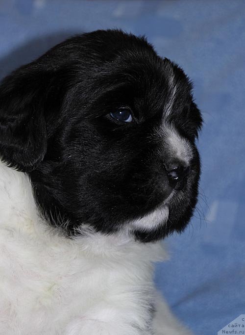 Фото: ньюфаундленд Super Bizon Kuba (Супер Бизон Куба)