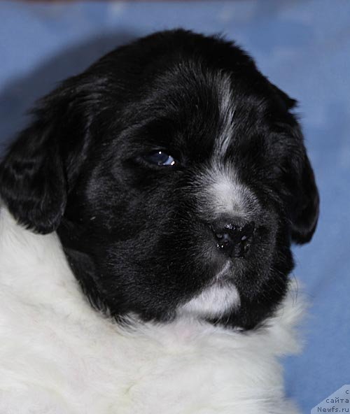 Фото: ньюфаундленд Super Bizon Kuba (Супер Бизон Куба)