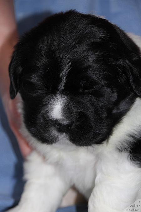 Фото: ньюфаундленд Super Bizon Kuba (Супер Бизон Куба)