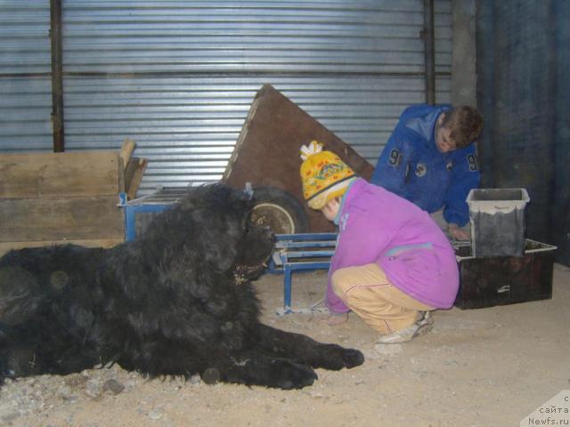 Фото: ньюфаундленд Ryabinushka ot Sibirskogo Medvedya (Рябинушка от Сибирского Медведя)