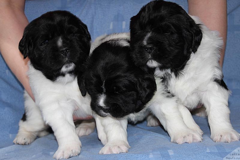 Фото: ньюфаундленд Super Bizon Cosmos (Супер Бизон Космос), ньюфаундленд Super Bizon Kuba (Супер Бизон Куба), ньюфаундленд Super Bizon Konjak (Супер Бизон Конжак)