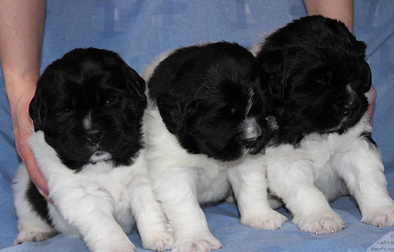 Фото: ньюфаундленд Super Bizon Cosmos (Супер Бизон Космос), ньюфаундленд Super Bizon Kuba (Супер Бизон Куба), ньюфаундленд Super Bizon Konjak (Супер Бизон Конжак)