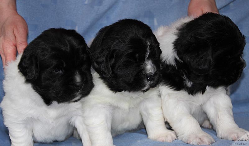 Фото: ньюфаундленд Super Bizon Cosmos (Супер Бизон Космос), ньюфаундленд Super Bizon Kuba (Супер Бизон Куба), ньюфаундленд Super Bizon Konjak (Супер Бизон Конжак)