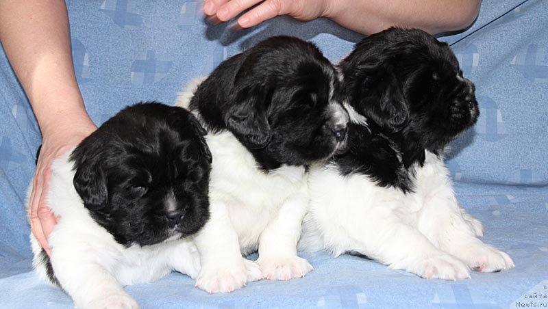 Фото: ньюфаундленд Super Bizon Cosmos (Супер Бизон Космос), ньюфаундленд Super Bizon Kuba (Супер Бизон Куба), ньюфаундленд Super Bizon Konjak (Супер Бизон Конжак)