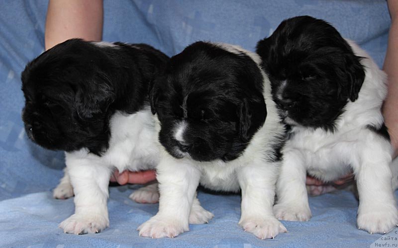 Фото: ньюфаундленд Super Bizon Cosmos (Супер Бизон Космос), ньюфаундленд Super Bizon Kuba (Супер Бизон Куба), ньюфаундленд Super Bizon Konjak (Супер Бизон Конжак)