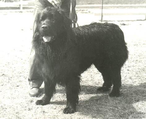 Фото: ньюфаундленд Zakir Devol'f (Закир Девольф)