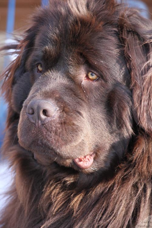 Фото: ньюфаундленд Akvatoriya Kelvin Spirit ze Nekst (Акватория Келвин Спирит зе Некст)