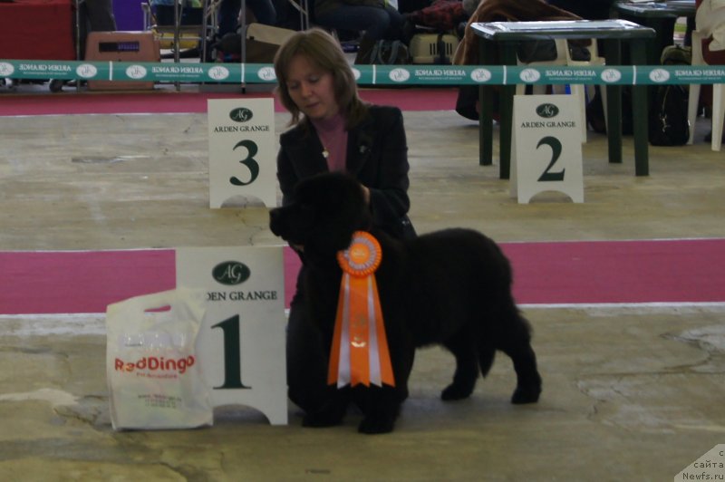 Фото: ньюфаундленд Soul of Rouz Alister (Соул оф Роуз Алистер)