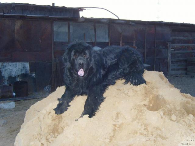 Фото: ньюфаундленд Ryabinushka ot Sibirskogo Medvedya (Рябинушка от Сибирского Медведя)