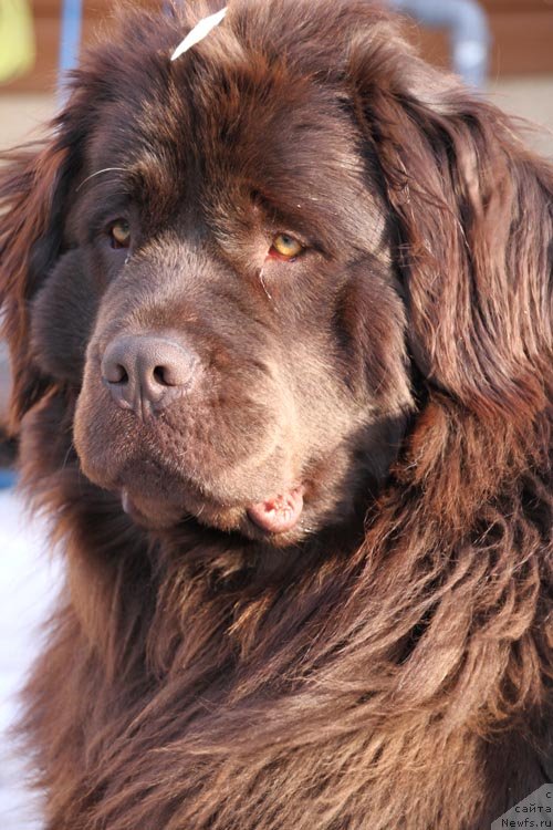 Фотография № 121310