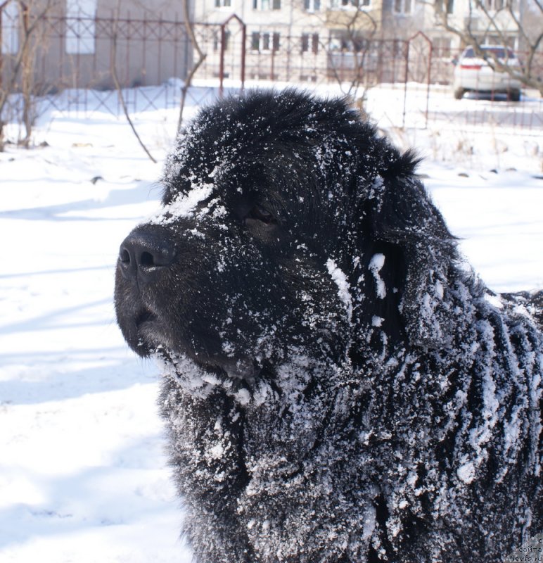 Фото: ньюфаундленд YAroslav Mudryiy iz Medvej'ego YAra (Ярослав Мудрый из Медвежьего Яра)