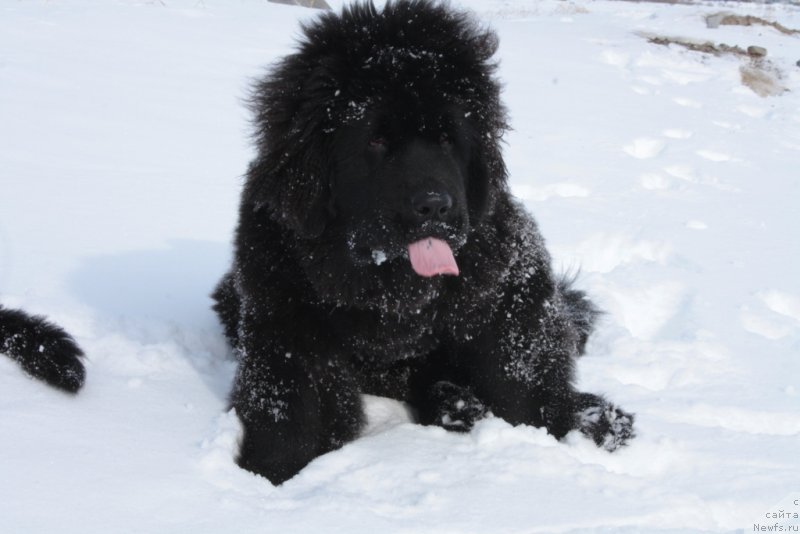 Фото: ньюфаундленд YAntarnaya Mechta (Янтарная Мечта)