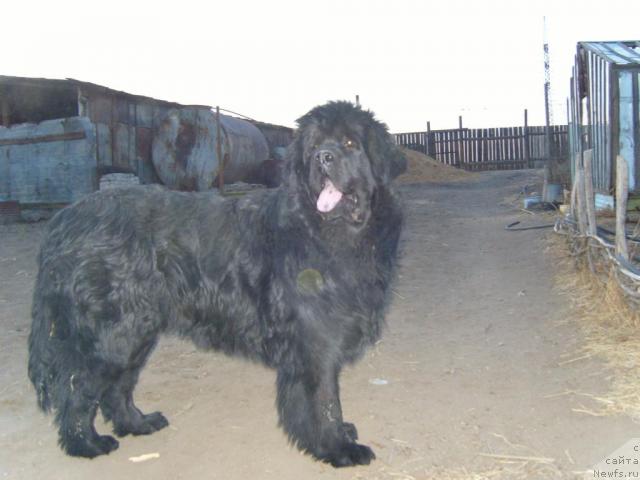 Фото: ньюфаундленд Ryabinushka ot Sibirskogo Medvedya (Рябинушка от Сибирского Медведя)